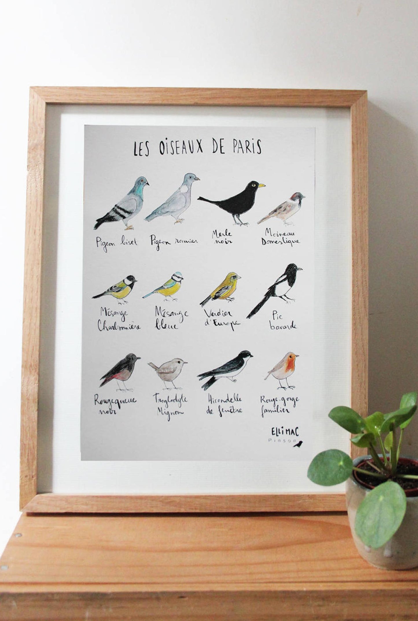 Affiche A5 Oiseaux de Paris