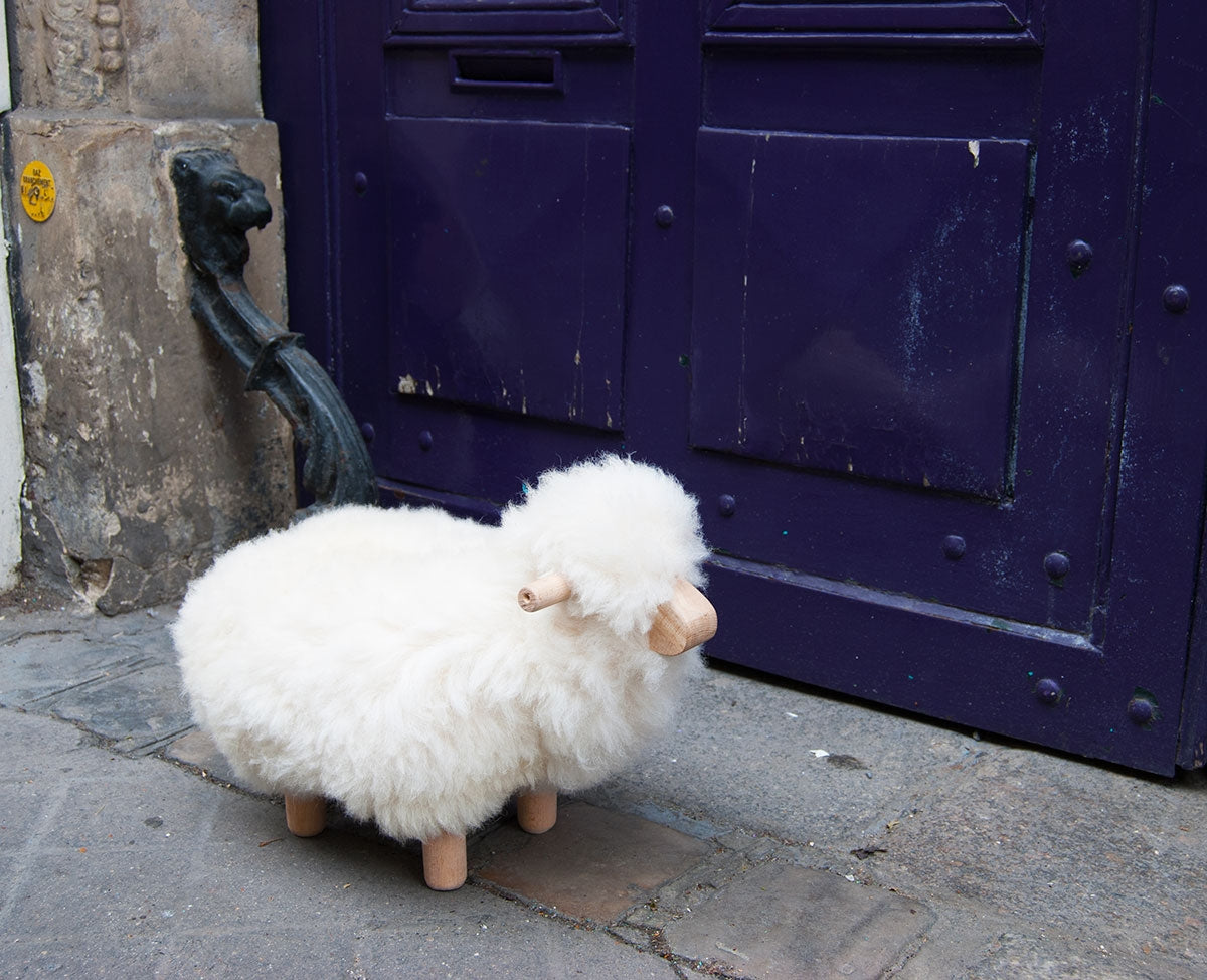 Moyen mouton Copain