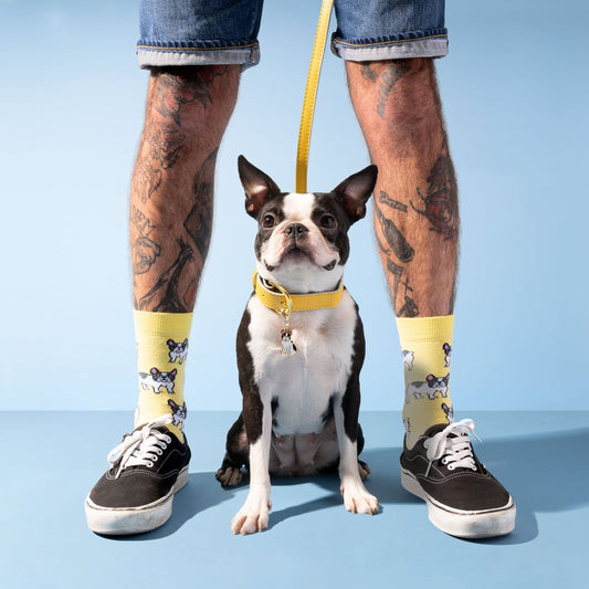 Chaussettes Bouledogue Coucou Suzette porté
