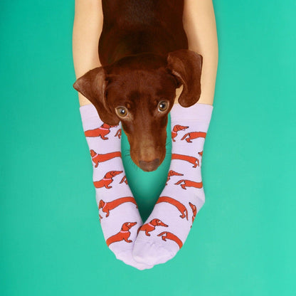Chaussettes Teckel – Coucou Suzette – vue produit