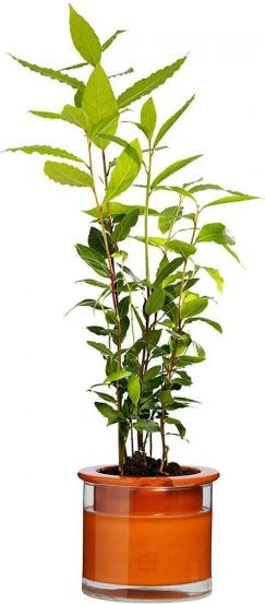 Pot en terre cuite intelligent – Wet Pot