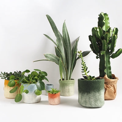 Cache pot S en laine bouillie