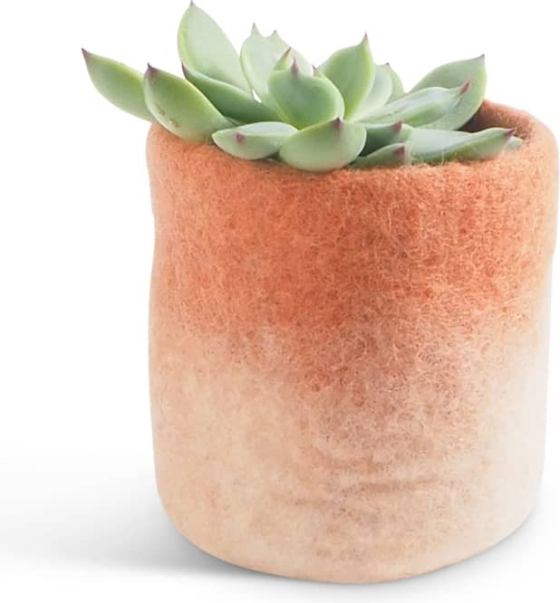 Cache pot S en laine bouillie