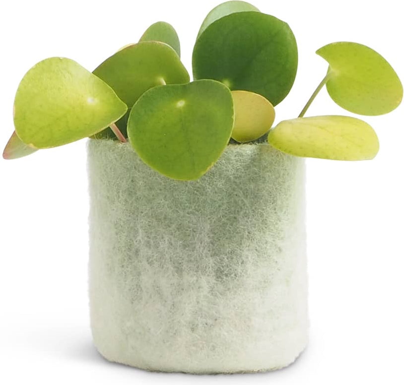 Cache pot S en laine bouillie