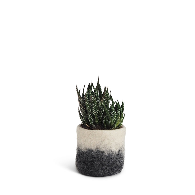 Cache pot S en laine bouillie