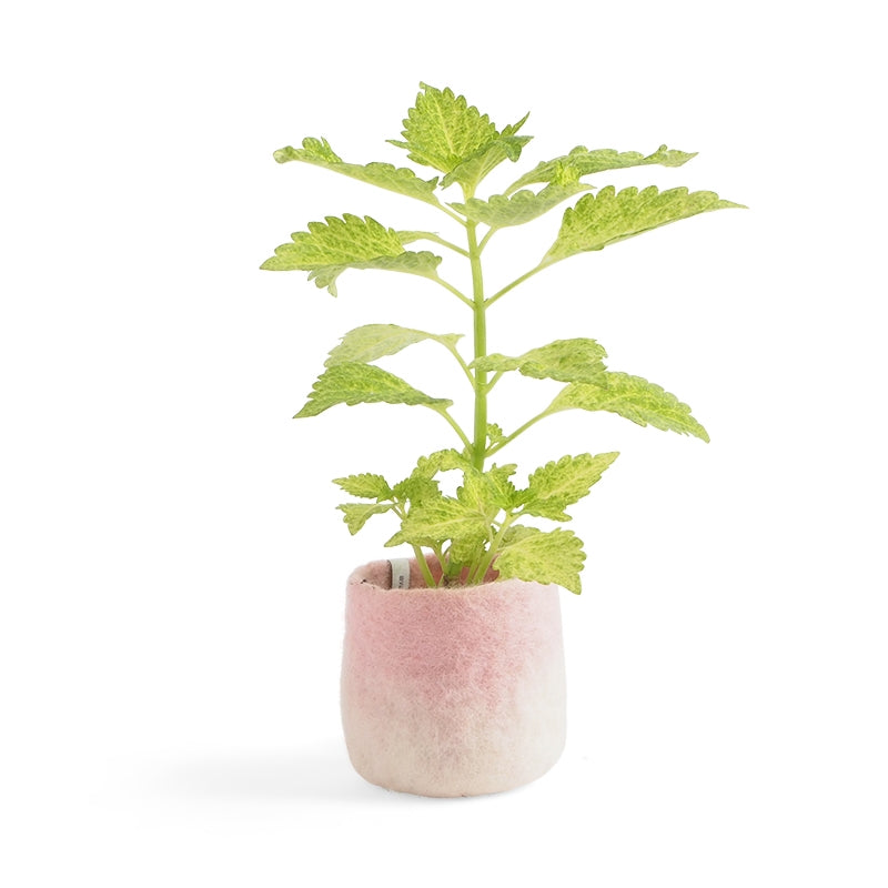 Cache pot S en laine bouillie