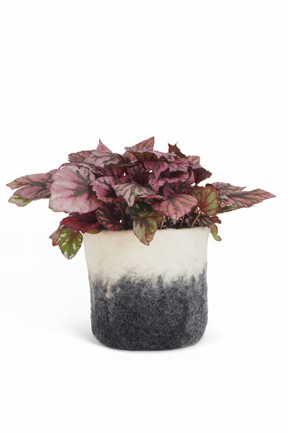 Cache-pot ombré Raw Grey Aveva 14 cm avec une plante, vue détaillée