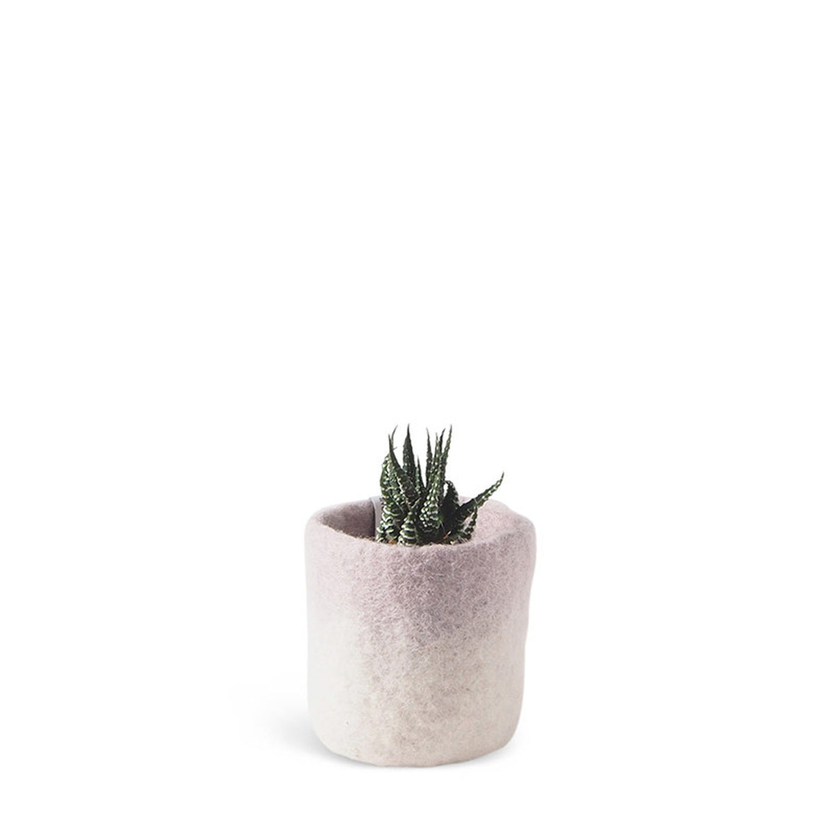 Cache-pot ombré Lavande Aveva 8 cm avec une petite plante