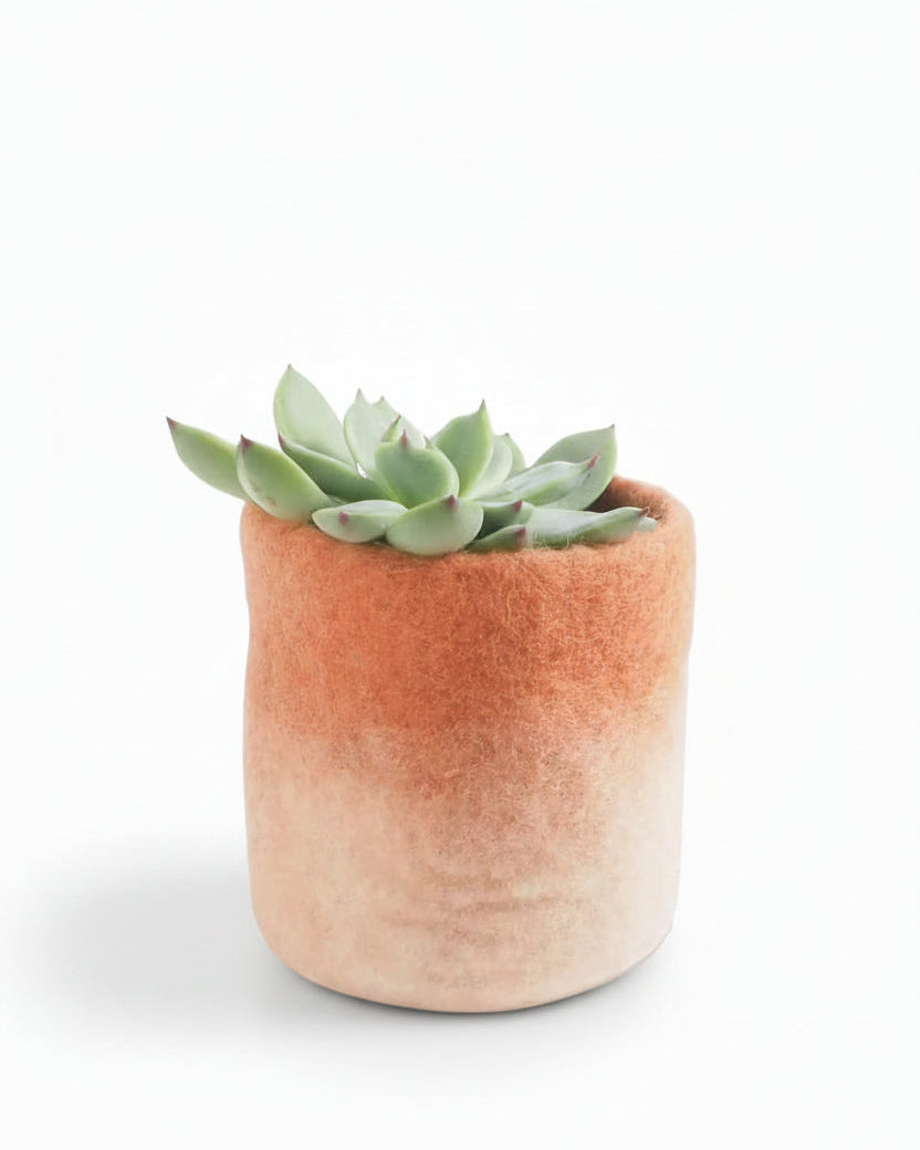 Petit cache-pot ombré Aveva de 8 cm avec une succulente
