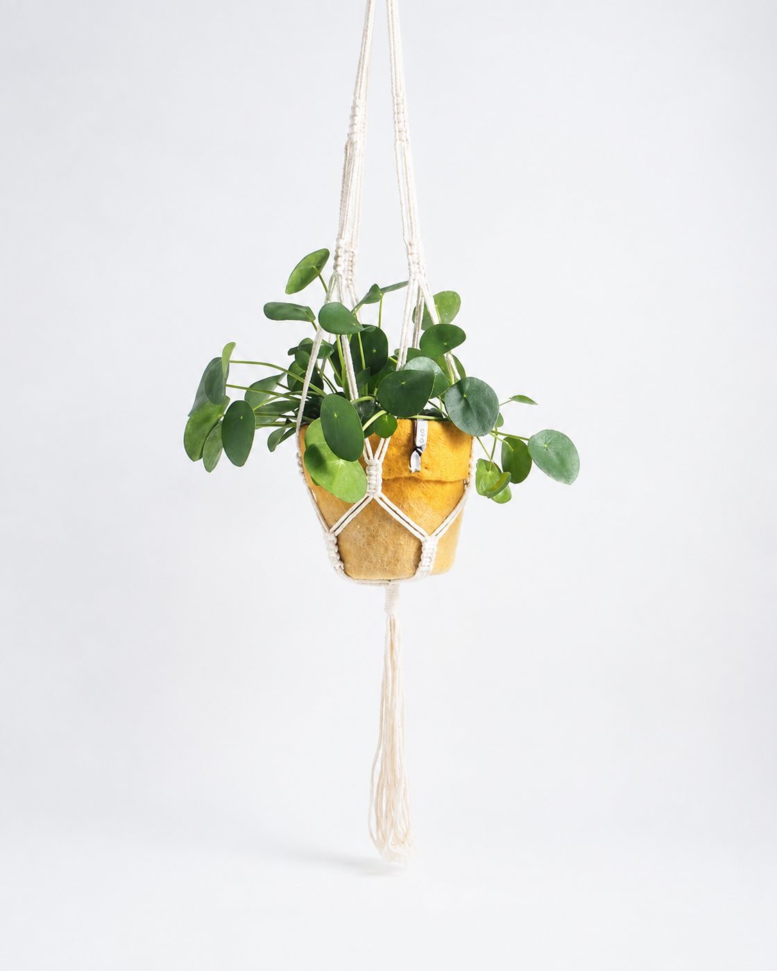 Suspension pour pot en macramé Nature Aveva avec plante verte