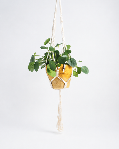 Suspension pour pot en macramé Nature Aveva avec plante verte