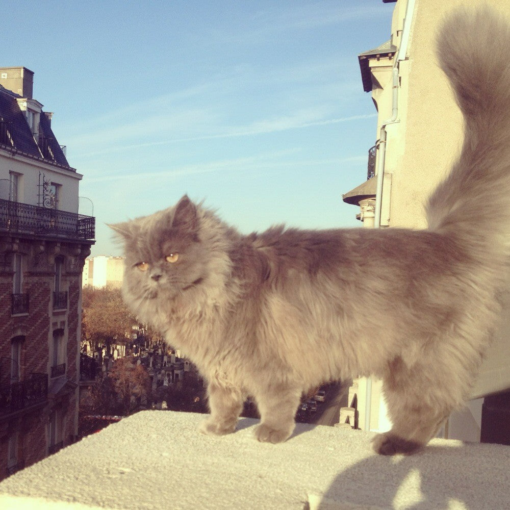 Pince à cheveux Chat Suzette: Gris irisé Coucou Suzette vue complémentaire 5